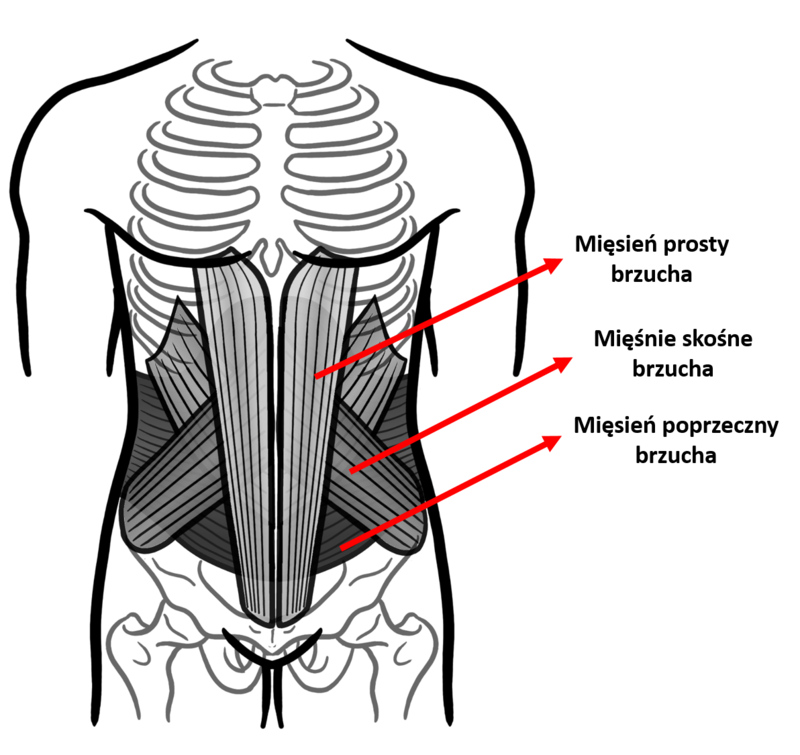 anatomia przedniej sciany brzucha