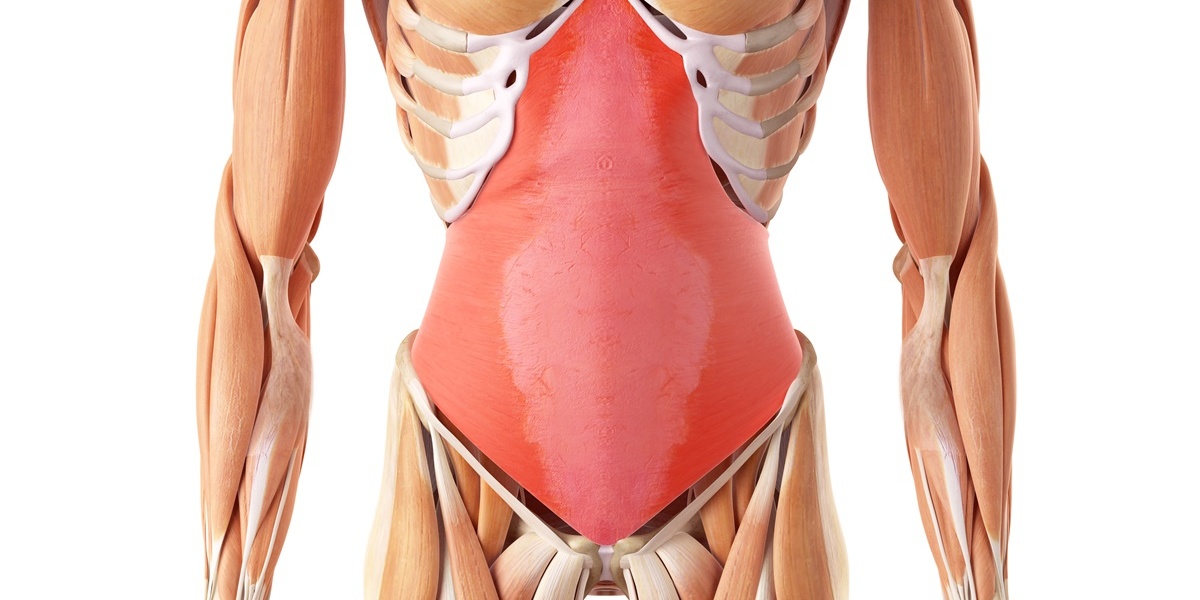Anatomia przedniej ściany brzucha